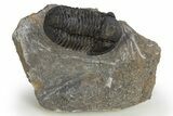 Huge, Inflated Gerastos Trilobite Fossil - Morocco #312809-3